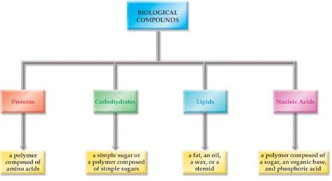 Task 1: Biomolecules - My site on biochemistry :)