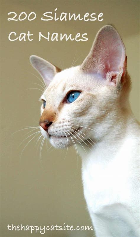 200 Best Siamese Cat Names For Your New Kitten