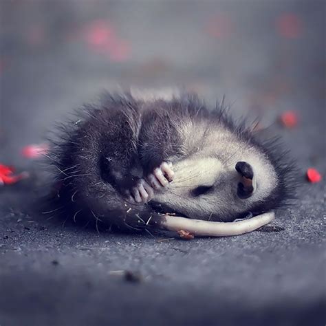 Orphaned Baby Possum Sleeping | Baby possum, Opossum, Awesome possum