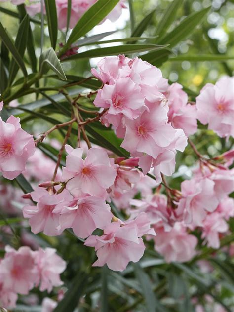 Pale Pink Oleander Plant (nerium oleander) – PatioPlants.com