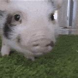 Pig GIF - Find & Share on GIPHY