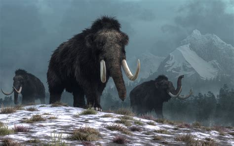 Do Woolly Mammoths Eat Meat