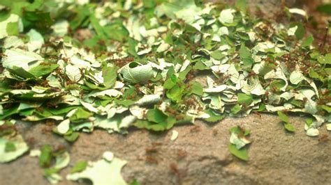 Colony Of Leaf Cutter Ants Collecting Stock Footage SBV-304946455 ...