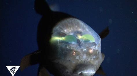 PHOTOS: Bizarre and beautiful deep sea creatures recorded by MBARI