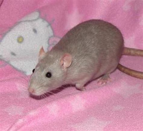 Now That's a Rat of a Different Color: Fancy Rat Varieties | PetHelpful