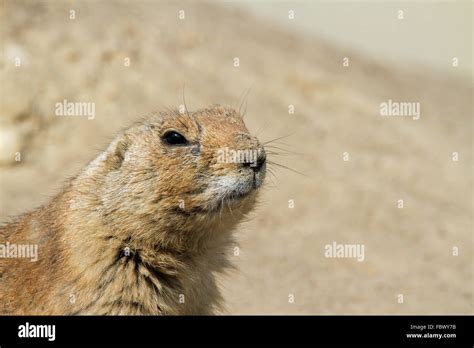 Prairie dog 001 Stock Photo - Alamy