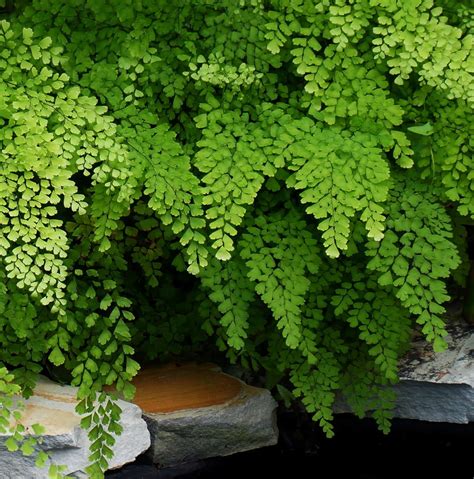 Maidenhair Fern - Garden In Delight