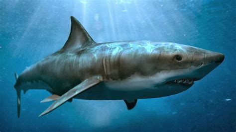 Megalodon Shark - Pets