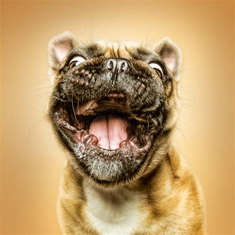 Funny (Dog) Faces – Erblicken.com