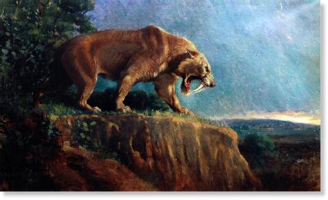 Ice Age California saber-toothed cats didn't starve into extinction ...