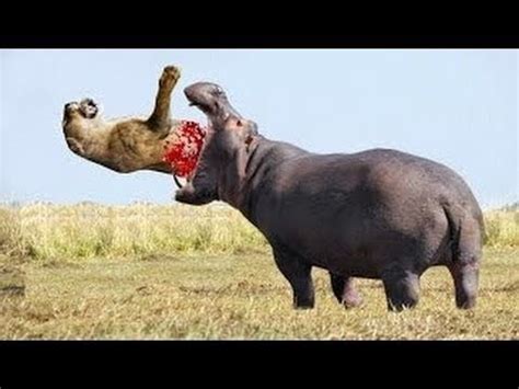 Hippo Bite Pressure