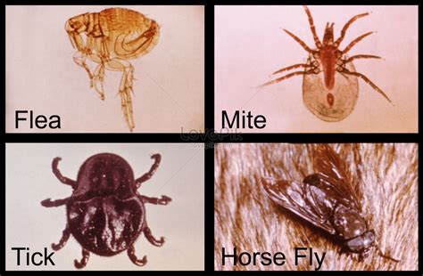 The four arthropod animal fleas mites ticks and flies is of photo image ...