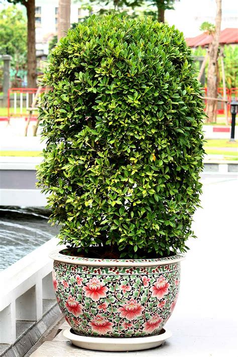 Evergreen Shrubs Containers