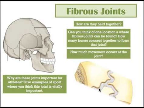 Fibrous Joints | Doovi