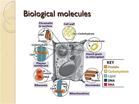 Biological Molecules Structure