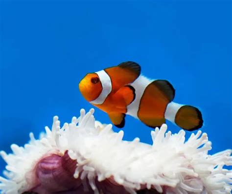 Fun Clownfish Facts for Kids