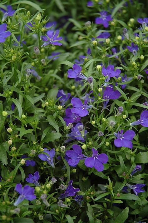 Riviera Midnight Blue Lobelia | Calloway's Nursery