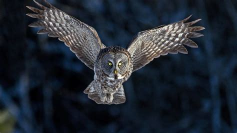 Owl Flying Wallpaper (66+ images)