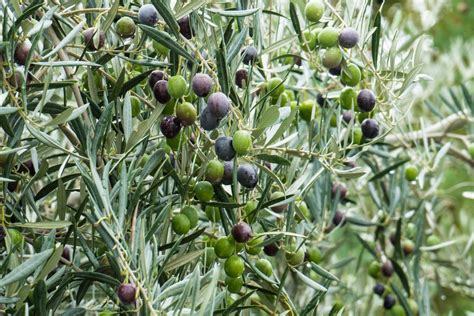 Harvesting Olive Trees - Olives Unlimited