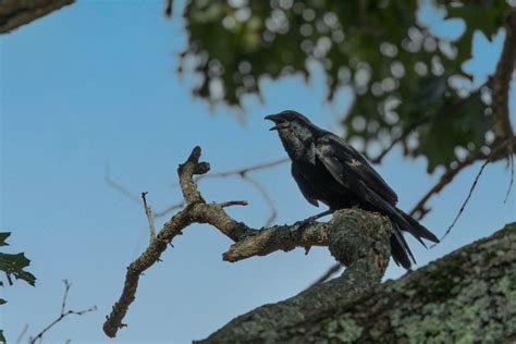 Crow, Raven, or Grackle? How to Tell the Difference