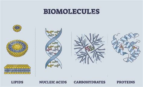 What Are Biomolecules And Why Are They So Important.