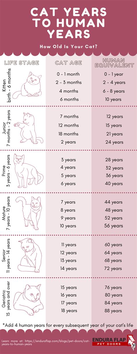 Buy 16 Year Old Cat In Human Years UP TO 58% OFF, 56% OFF, 45% OFF