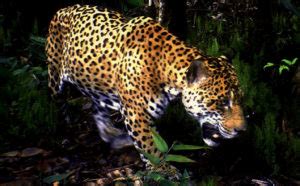 Jaguar - Amazon Aid