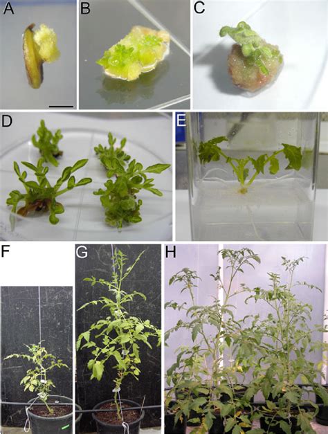 Anther culture and plant regeneration in tomato. a Anther with a young ...