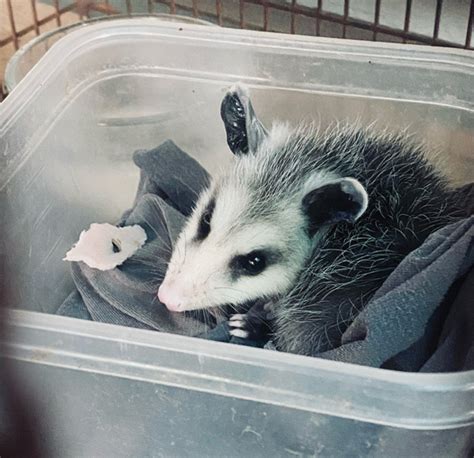 Opossums: Country’s Only Marsupial Always Looking for Food and Shelter ...