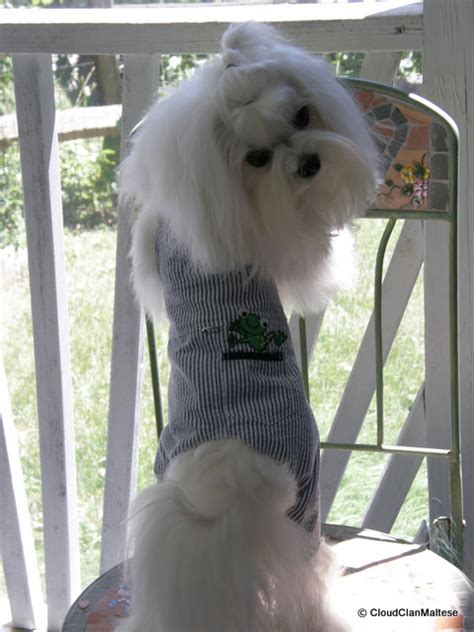 Clothing for a Male Maltese - Maltese Dogs Forum : Spoiled Maltese Forums