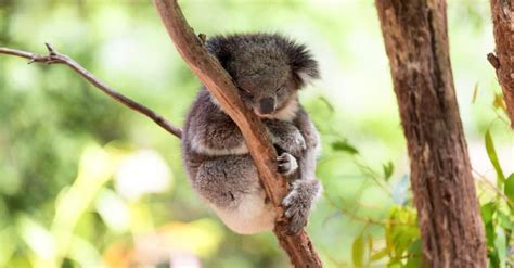 What’s a Baby Koala Called + 4 More Amazing Facts and Pictures! - A-Z ...