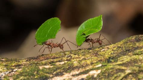 Leaf Cutter Ants: The First Farmers – Wildstock Photography