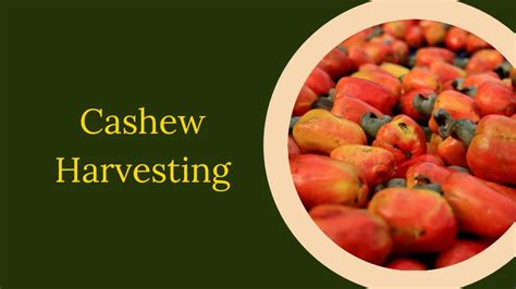 How Are Cashews Harvested? – Nut Geeks