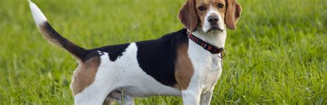 10 Best Beagle Mixed Breeds for a Smart and Loving Family Dog