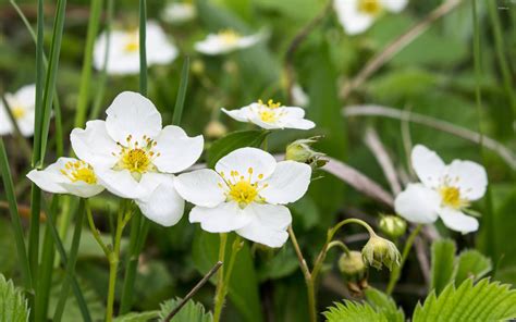 Wild strawberry flowers wallpaper - Flower wallpapers - #30722