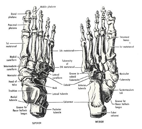 Bones Of The Right Foot Foot Bone Anatomy Anatomy Drawing Anatomy And ...