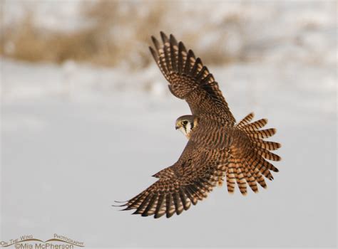 Female American Kestrel in flight – On The Wing Photography