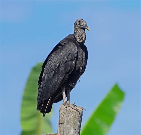 African Vulture Species