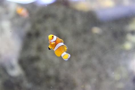 Baby clownfish by CitronVertStock on DeviantArt