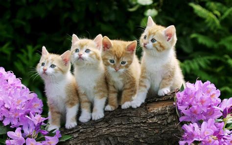 Cute Fluffy Kitten Wallpaper