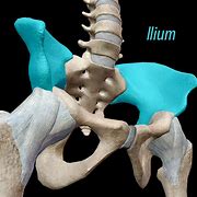 Image result for Skeletal System Pelvic Girdle