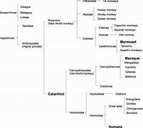 Image result for Primate Classification Chart