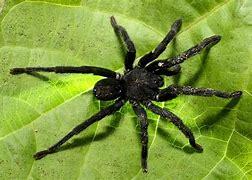 Image result for Trapdoor Spider Poisonous