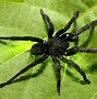 Image result for Trapdoor Spider Poisonous