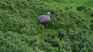 Image result for Cape Barren Geese