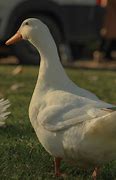 Image result for Poultry Pictues