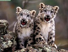 Image result for Leopard Cubs Playing