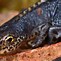 Image result for Newt with Gills