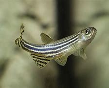 Image result for Fish Ulcer Danio