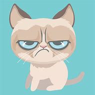 Image result for Angry Gray Cat Moody